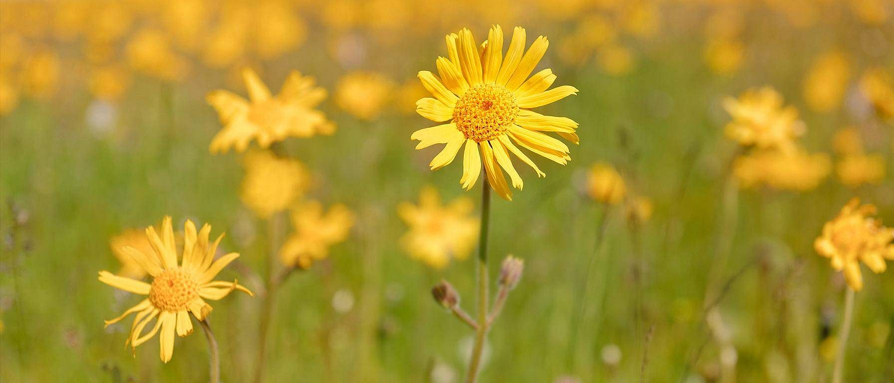 Arnica-åker.
