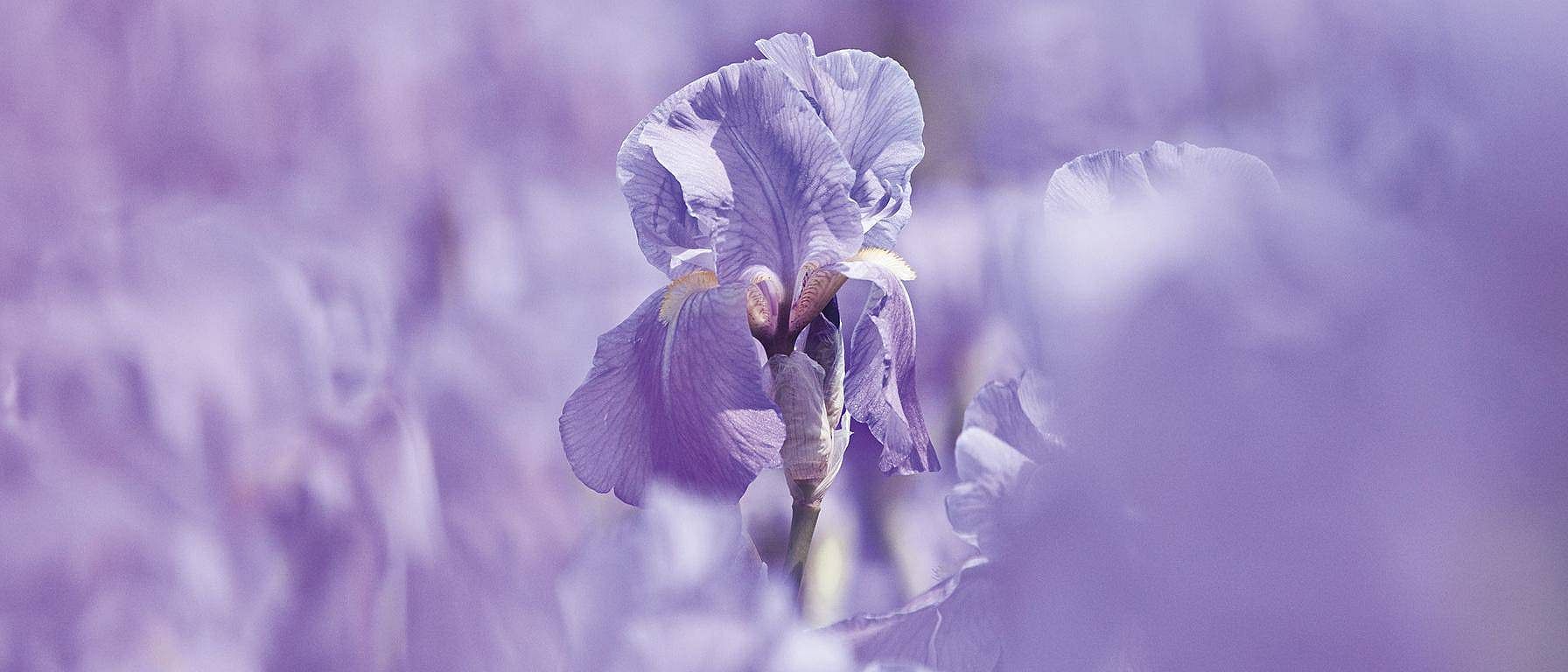 Iris-blomst.