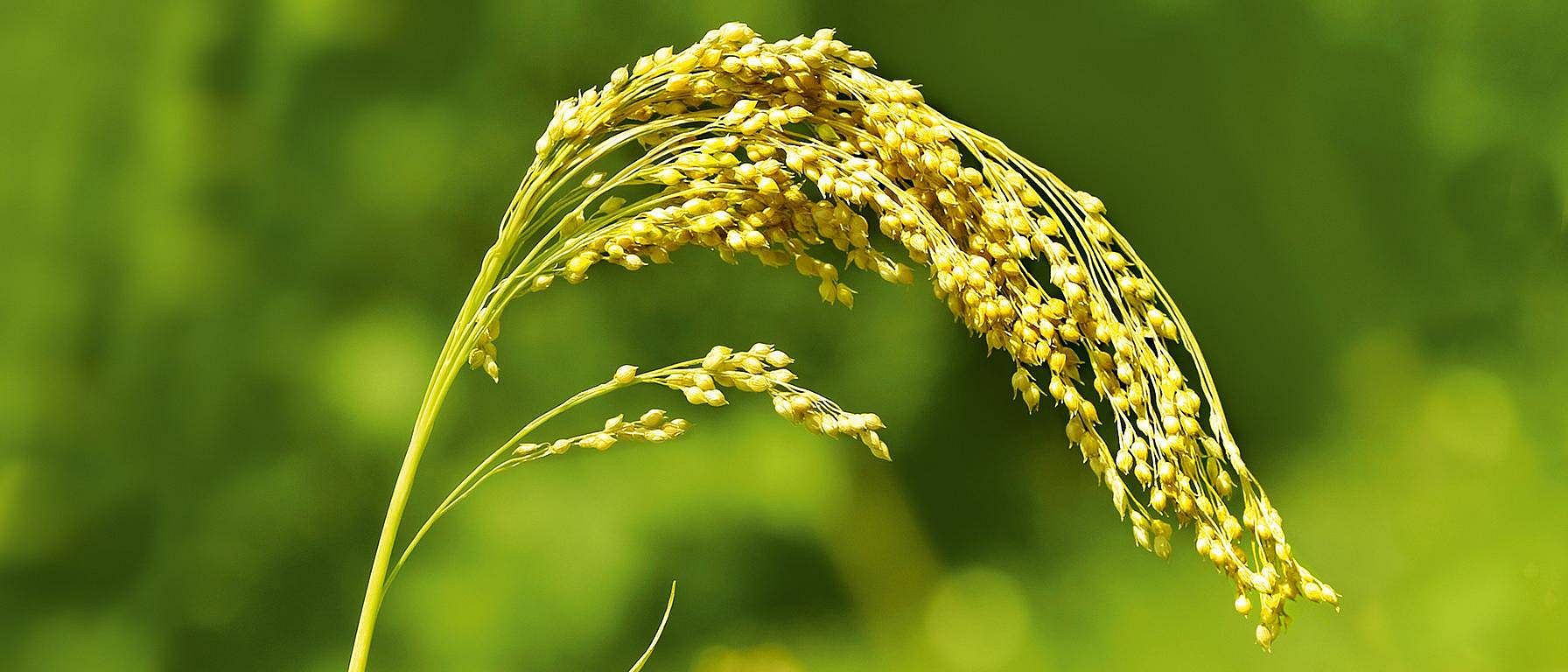 Milletplante