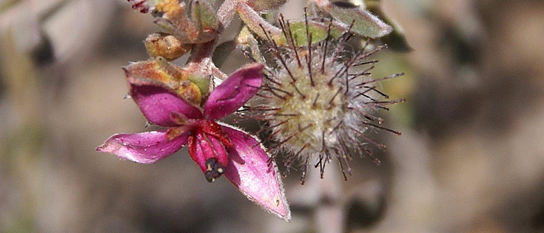 Ratanhia plante