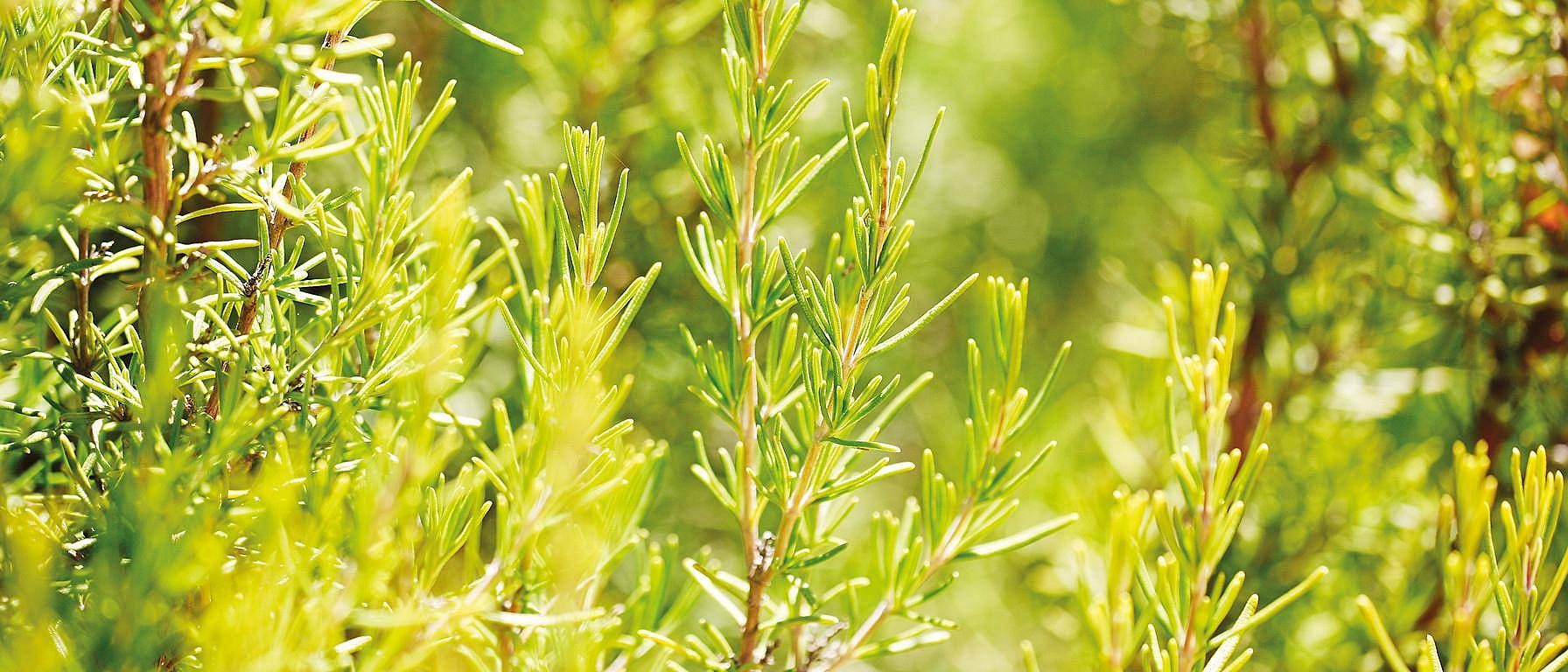 Rosmarinplanter