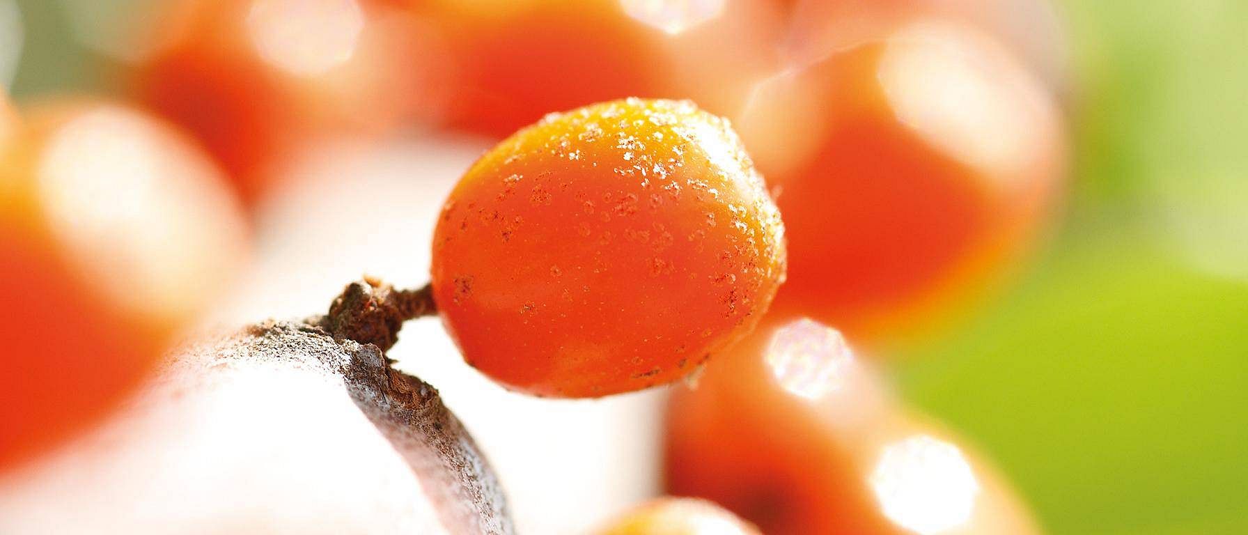 Nærbilde av Sea Buckthorn