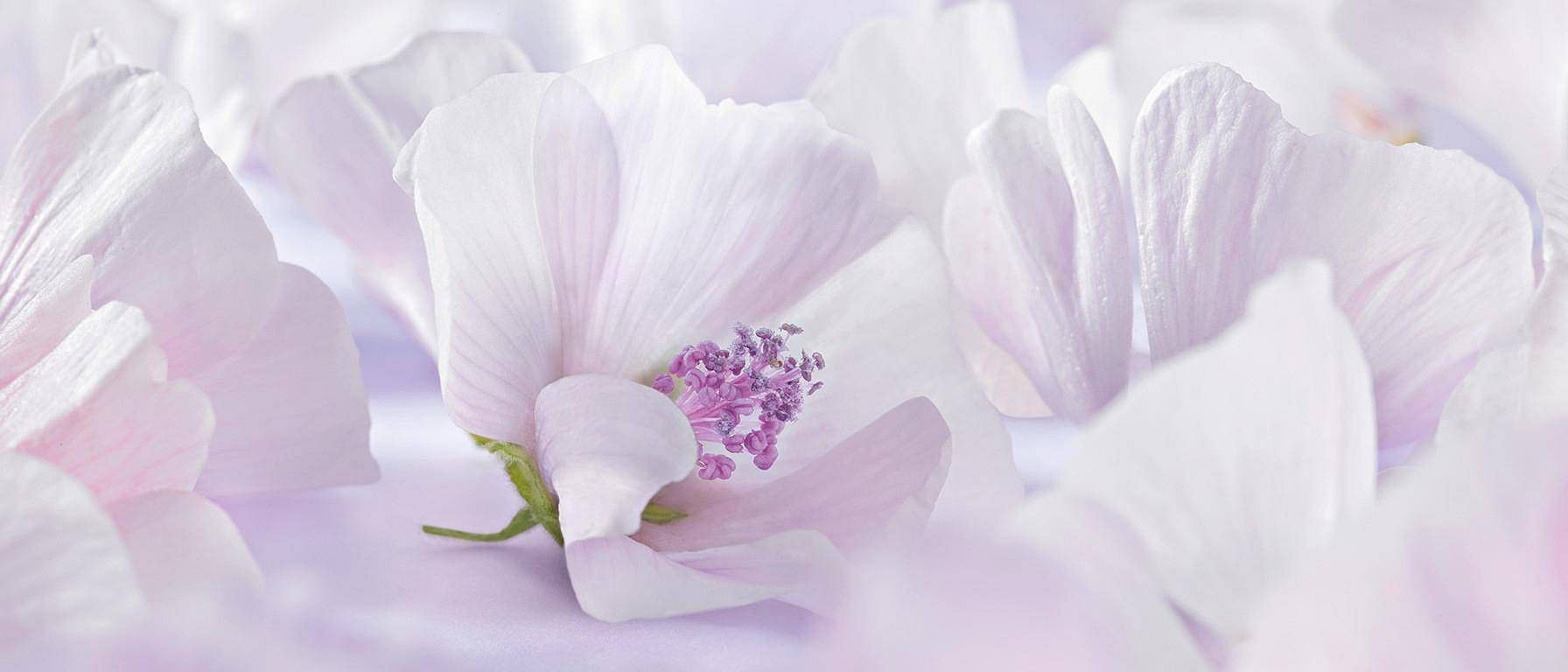 White Mallow blomster