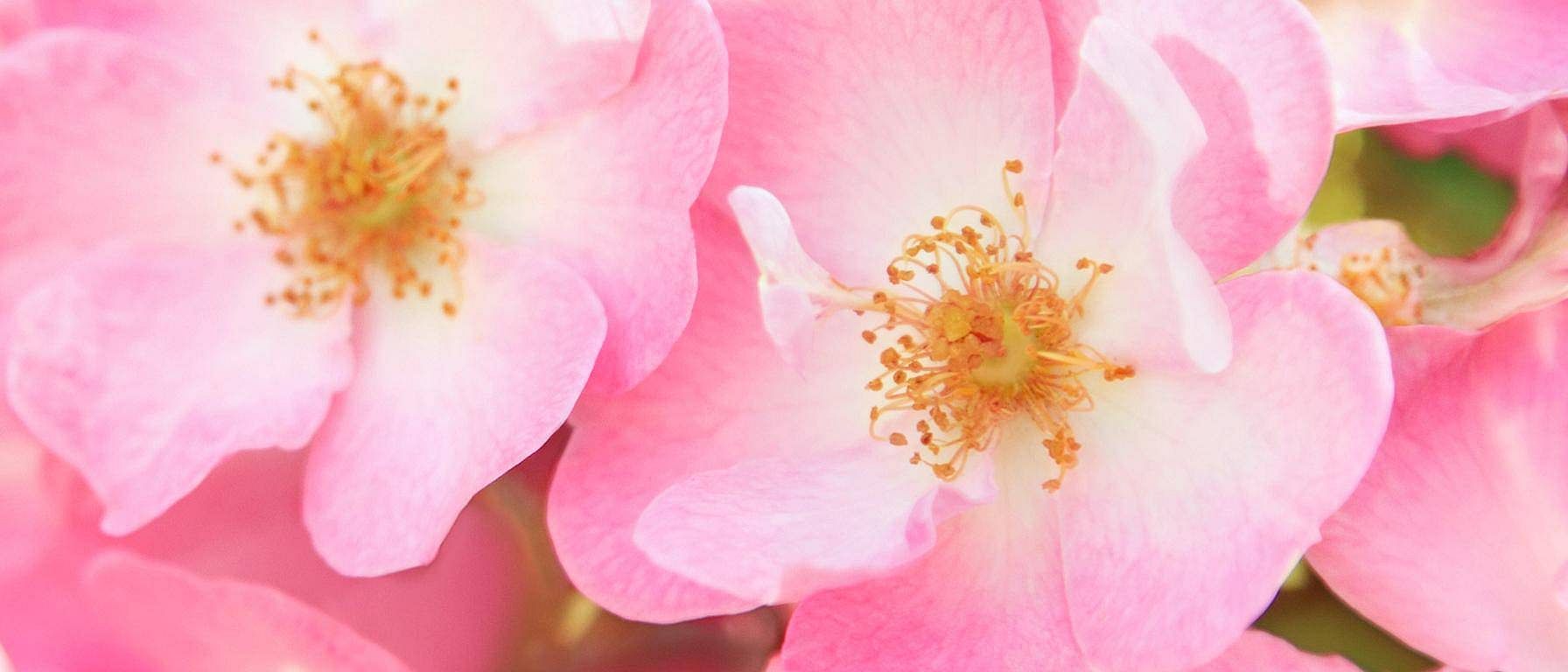 Wild Rose blomster