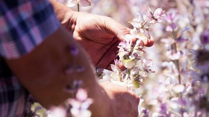 hands harvesting purple flowers