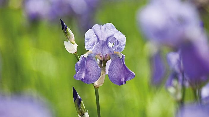 Iris-blomst.