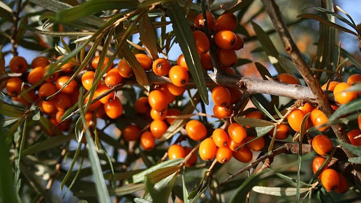 Sea Buckthorn plante
