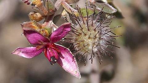 Ratanhia plante