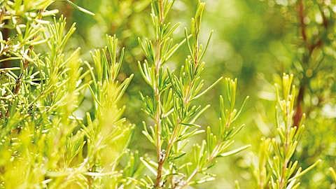 Rosmarinplanter