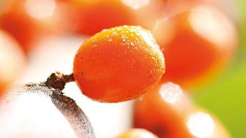 Nærbilde av Sea Buckthorn