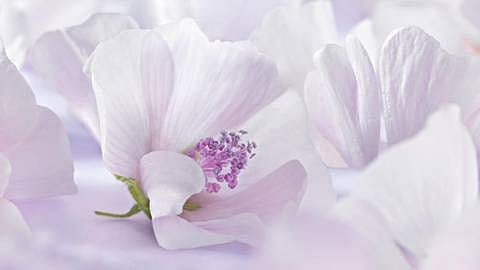 White Mallow blomster