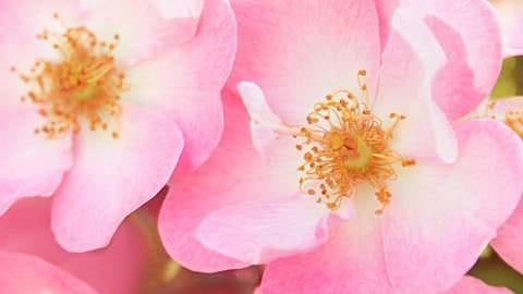 Wild Rose blomster