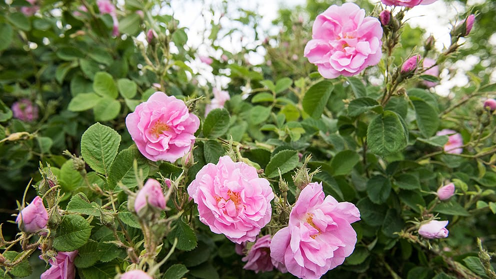Damask roses